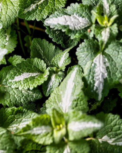 Mint
